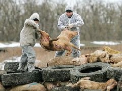 网传“今珠多糖可防治非洲猪瘟”是真是假？